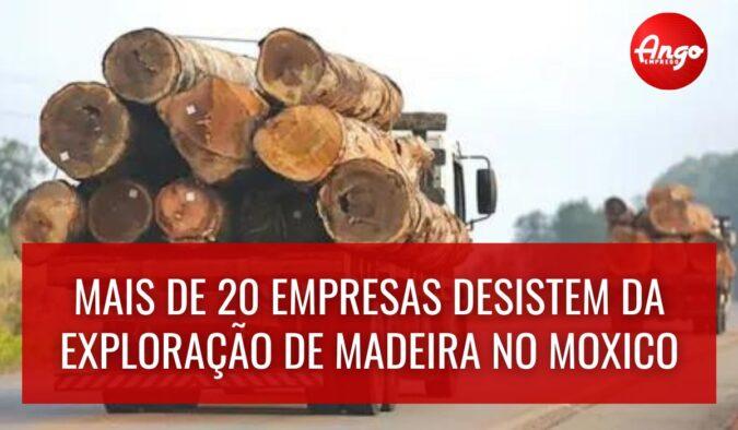 Tendência Alarmante: Mais de 20 Empresas Abandonam Operações de Exploração de Madeira no Moxico
